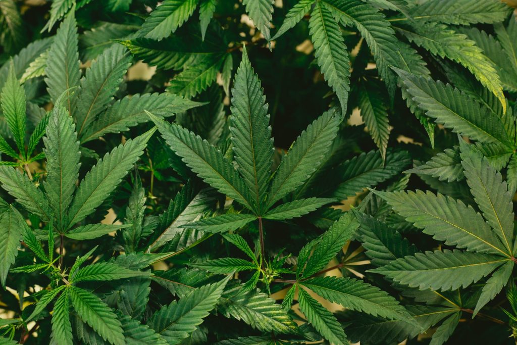 Protecciones laborales para los pacientes de cannabis medicinal en Puerto Rico
